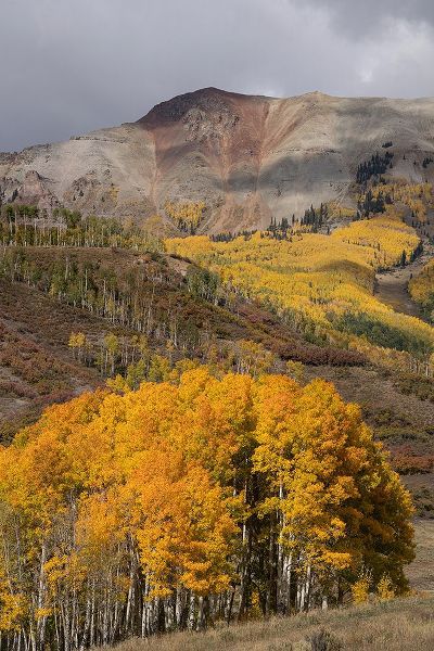 Jaynes Gallery 아티스트의 USA-Colorado-Uncompahgre National Forest Autumn forest and mountain작품입니다.